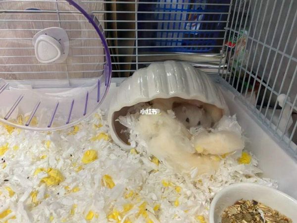 仓鼠宝宝去哪玩 仓鼠出来玩放哪里