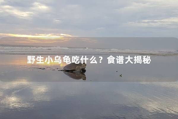 野生小乌龟吃什么？食谱大揭秘