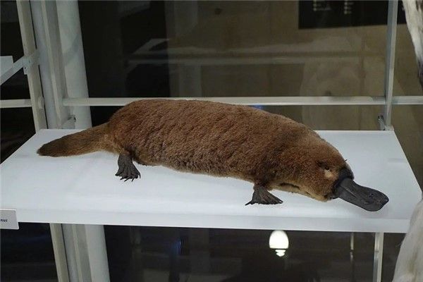 卵生哺乳动物 一种古老的生物 存在哺乳行为