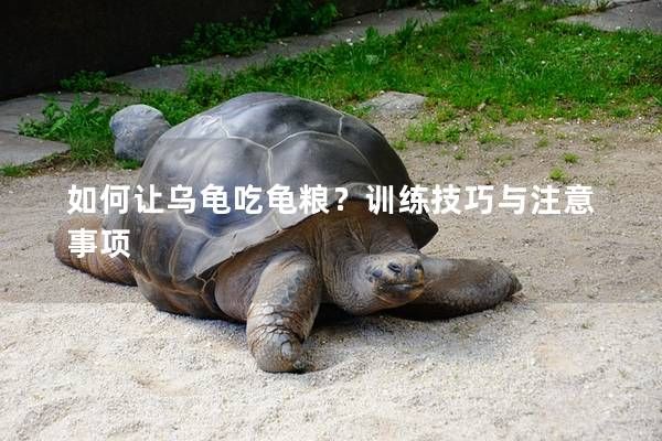 如何让乌龟吃龟粮？训练技巧与注意事项