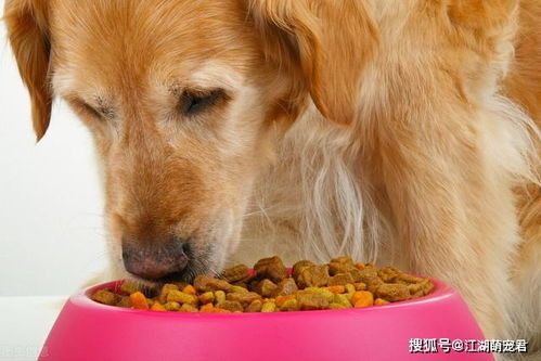 金毛拒食狗粮，饮食调整是关键