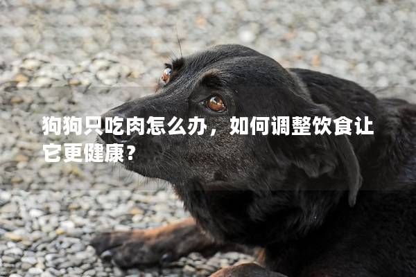 狗狗只吃肉怎么办，如何调整饮食让它更健康？