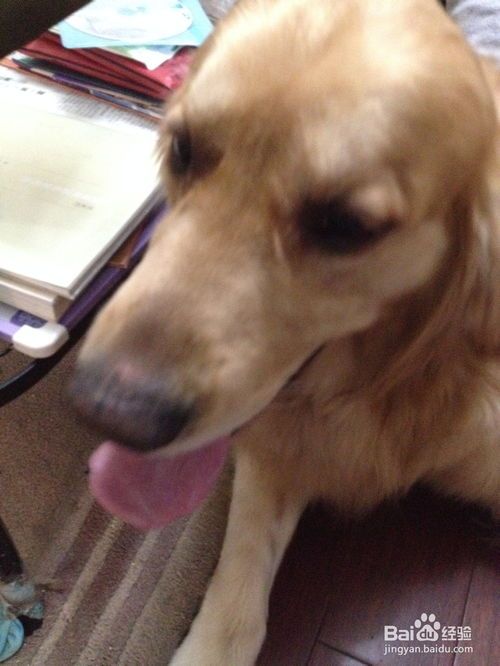 狗狗食欲不振？试试开胃药，调整饮食结构。