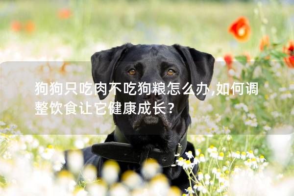 狗狗只吃肉不吃狗粮怎么办,如何调整饮食让它健康成长？