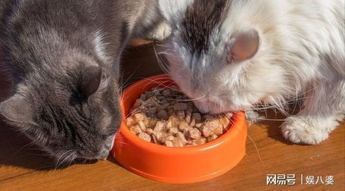 小狗拒食，检查猫粮成分，调整饮食。