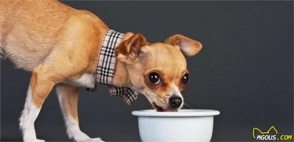 狗狗食欲不好怎么办？宠主能够试试，这5个办法