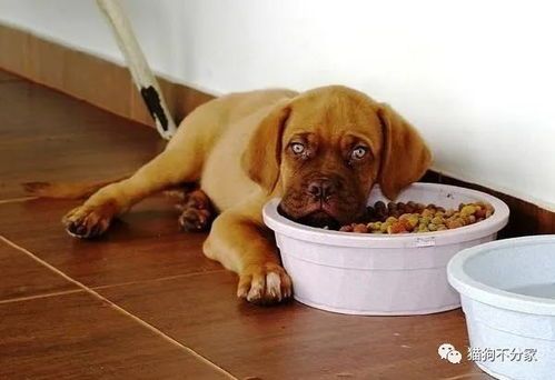 狗狗偏食,试试换口味狗粮。