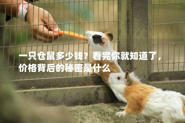 一只仓鼠多少钱？看完你就知道了，价格背后的秘密是什么