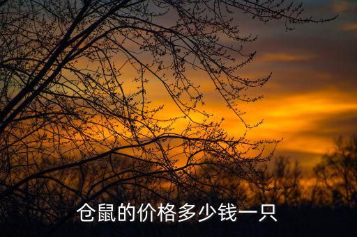仓鼠的价格多少钱一只