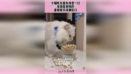 小猫吃东西先浅尝一口，发现是美味的，直接展示深渊巨口！
