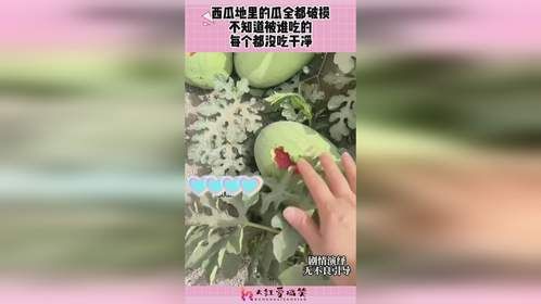 西瓜地里的瓜全都破损，不知道被谁吃的，每个都没吃干净！