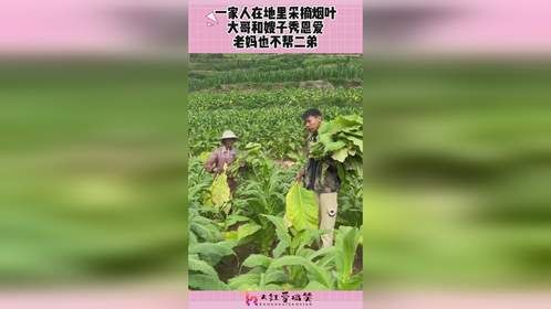 一家人在地里采摘烟叶，大哥和嫂子秀恩爱，老妈也不帮二弟！