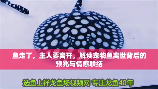 鱼走了，主人要离开，解读宠物鱼离世背后的预兆与情感联结 龙鱼百科 第1张