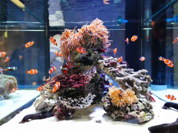 Cuidados de peces en acuarios