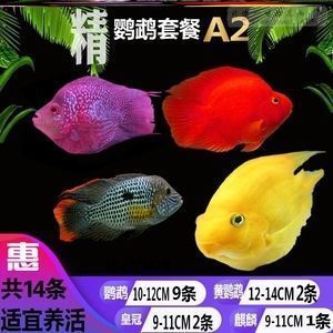 龙鱼饲料品牌推荐活饵养龙鱼饲料方法龙鱼饲料方法（龙鱼食物选择指南） vs祥龙鱼场 第1张