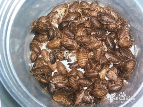 龙鱼饲料品牌推荐活饵养龙鱼饲料方法龙鱼饲料方法（龙鱼食物选择指南） vs祥龙鱼场 第4张