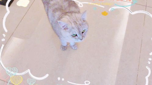 吃货小猫的日常生活！
