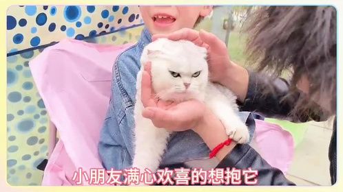 社恐猫猫的春游vlog