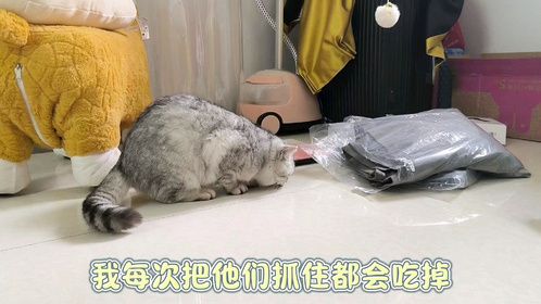 假如猫咪会自我介绍（嗨嗨篇），一起来看看吧！