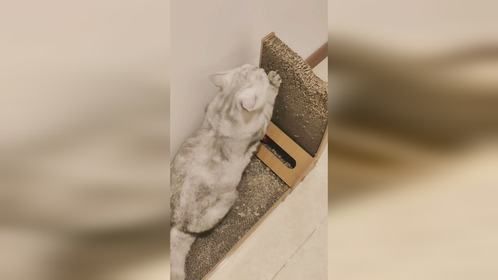 猫抓板，猫咪的乐趣！