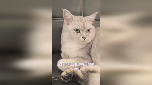 猫咪对你爱答不理可能有以下几个原因！