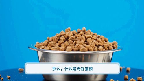 怡亲科普｜无谷猫粮的优点有哪些？