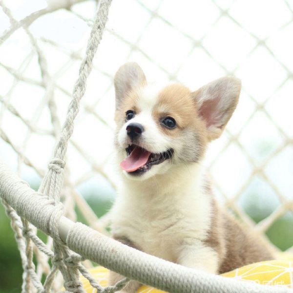 宠物狗太老不吃什么原因？揭秘老年犬饮食问题