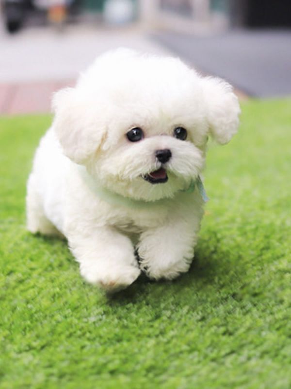 宠物狗太老不吃什么原因？揭秘老年犬饮食问题
