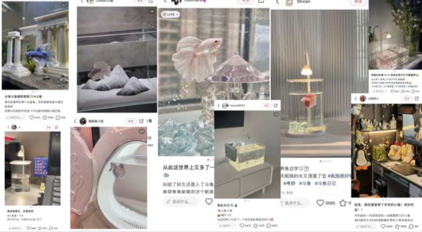 从这里开始，抓住水族新用户新增量：小红书电商闭门会议现场报道