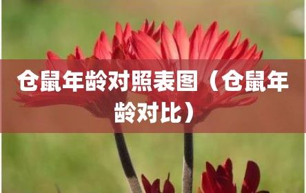 仓鼠年龄对照表图（仓鼠年龄对比）