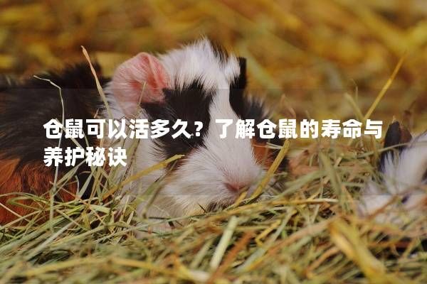 仓鼠可以活多久？了解仓鼠的寿命与养护秘诀