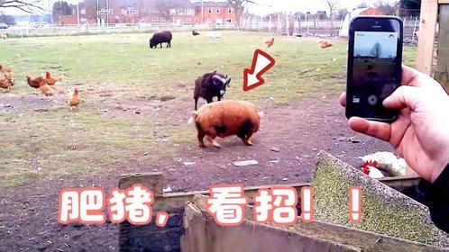 猪哥正悠闲散步，山羊顶着羊角撞了过去：我顶你个肺啊！