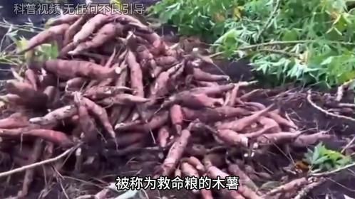 被称为“救命粮”的木薯，毒性堪比砒霜，为何还有人敢吃？