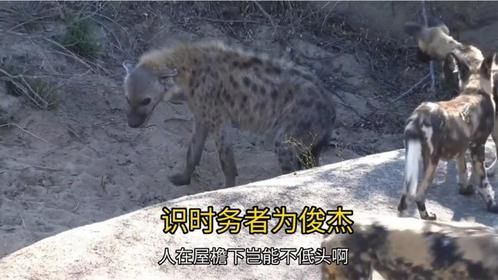 这还是在草原狂奔鬣老二吗！今天这怎么了？