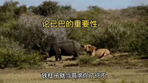河马：请你撒开我的已巴！