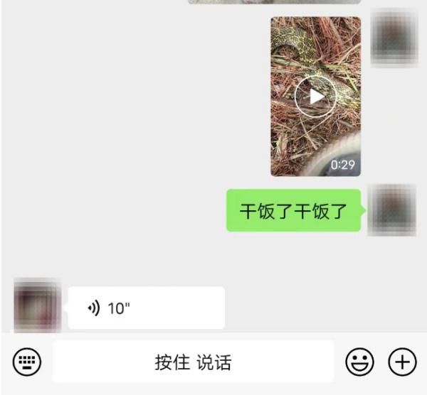 男子捕蛇尝鲜，还向朋友炫耀：干饭，加餐了！