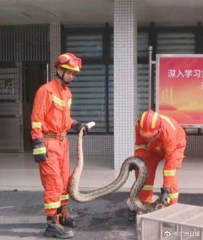 40斤蟒蛇试图捕食小狗被发现