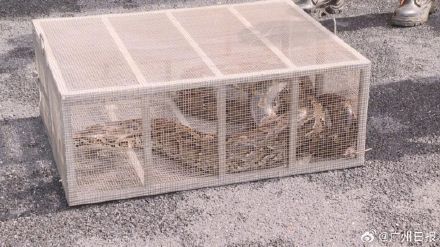 40斤蟒蛇试图捕食小狗被发现