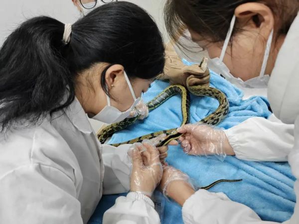 紧急提醒！贵州多地已出没！千万要小心