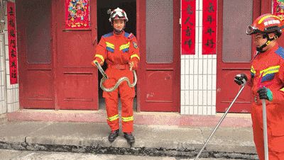 紧急提醒！贵州多地已出没！千万要小心