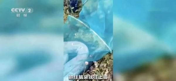 惊！一地出现百斤大蟒蛇，村民徒手“薅”蛇，网友：是个狠人！