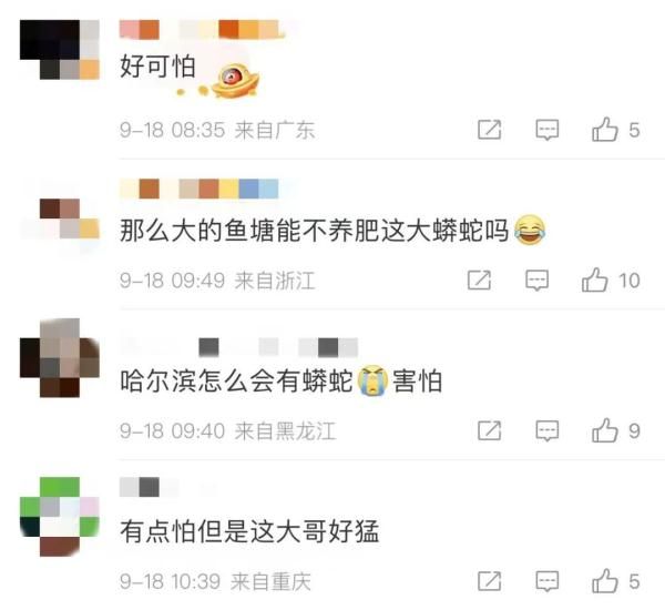 惊！一地出现百斤大蟒蛇，村民徒手“薅”蛇，网友：是个狠人！