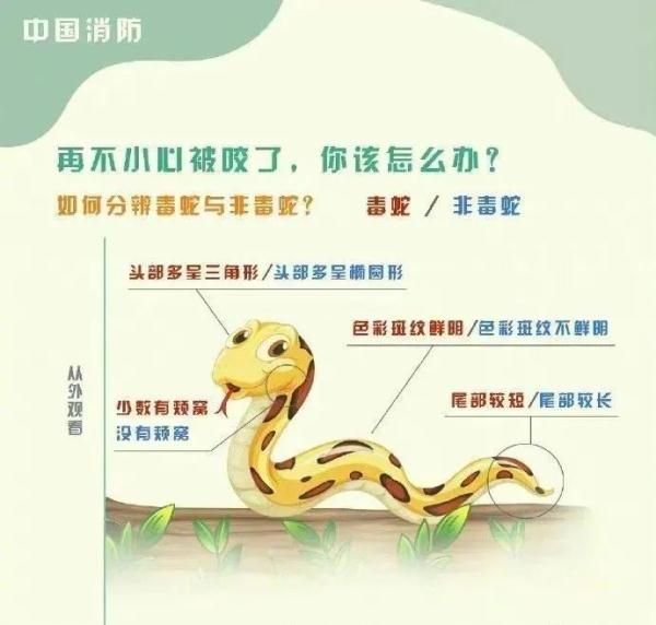 惊！一地出现百斤大蟒蛇，村民徒手“薅”蛇，网友：是个狠人！