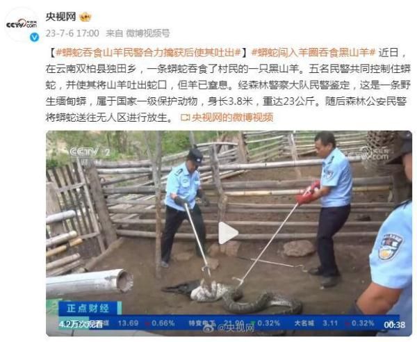 蟒蛇闯入羊圈吞食黑山羊，民警合力擒获后使其吐出
