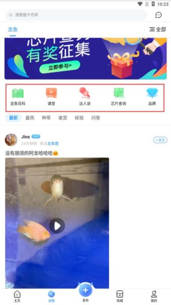 龙巅6