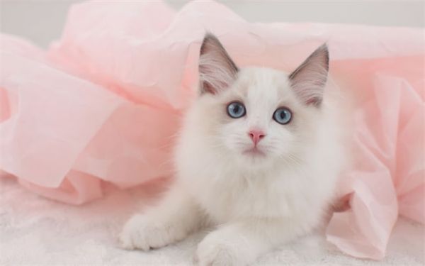 布偶猫资料及图片 布偶猫价格多少钱一只