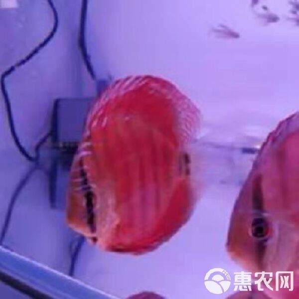 七彩神仙鱼 活体热带七彩鱼水族观赏宠物鱼红卡7-8厘米自养直销品种齐全
