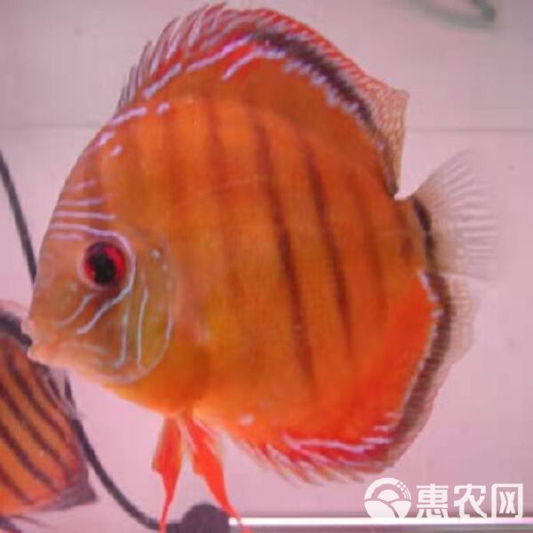 七彩神仙鱼 活体热带七彩鱼水族观赏宠物鱼红卡7-8厘米自养直销品种齐全