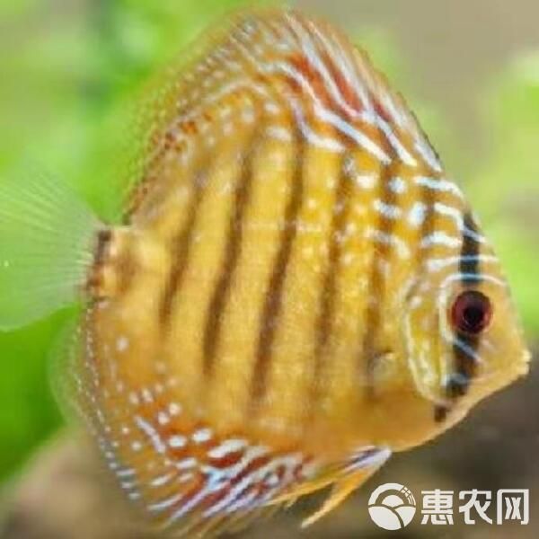 七彩神仙鱼 活体热带七彩鱼水族观赏宠物鱼红卡7-8厘米自养直销品种齐全