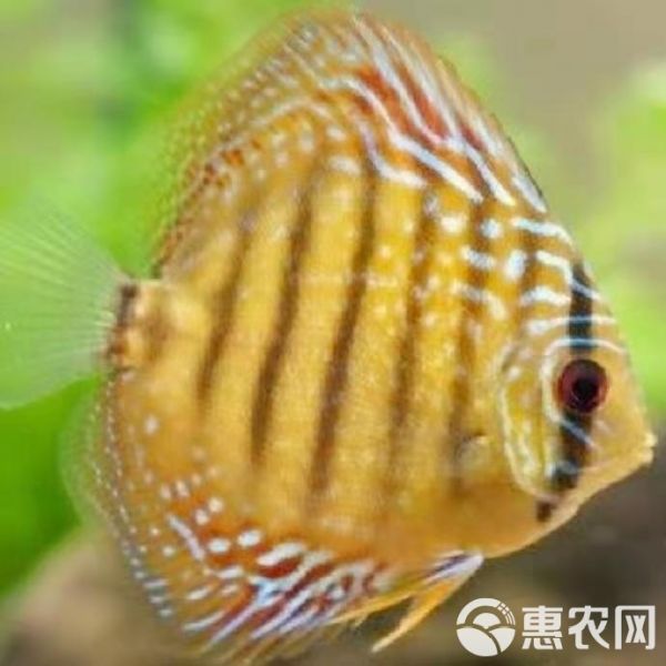 七彩神仙鱼 活体热带七彩鱼水族观赏宠物鱼红卡7-8厘米自养直销品种齐全